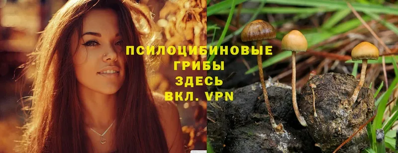 Галлюциногенные грибы Cubensis Заполярный